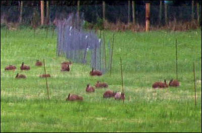 Captive hares waiting to be terrorized by coursing club