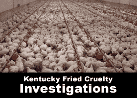 Is cruelty OK for our 'inferiors'?  Where your meat comes from.
