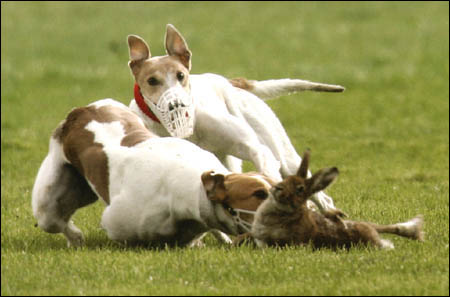 hare coursing...a fieldsport like cockfighting and worthy of mention on Greyhound Nuts