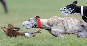 Greyhounds close in on a hare at a coursing event