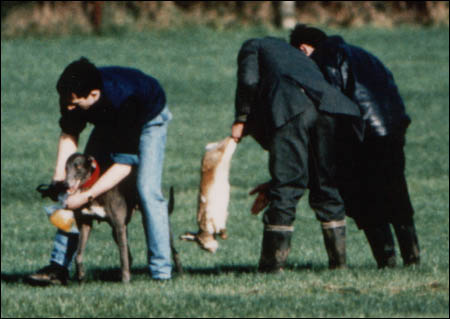 Minister Shane McEntee the hare "faces no harm in coursing..."