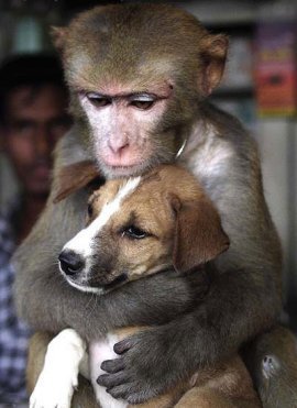 Not ours to use.....end vivisection