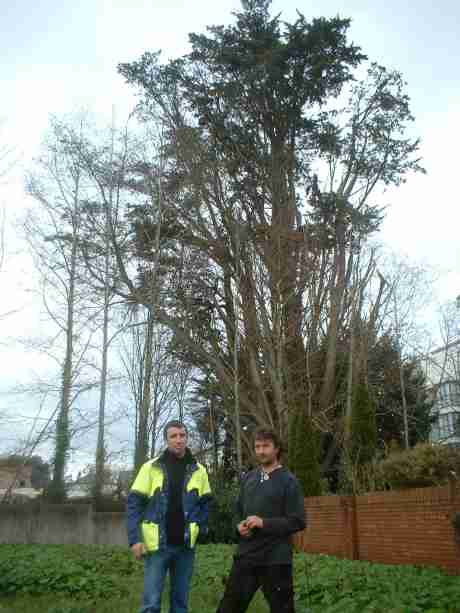 Firm who worked on UL tree, say this tree is in good health and can be retained