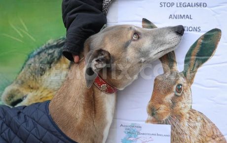 Greyhound and hare alike are cruelly ill-treated in coursing