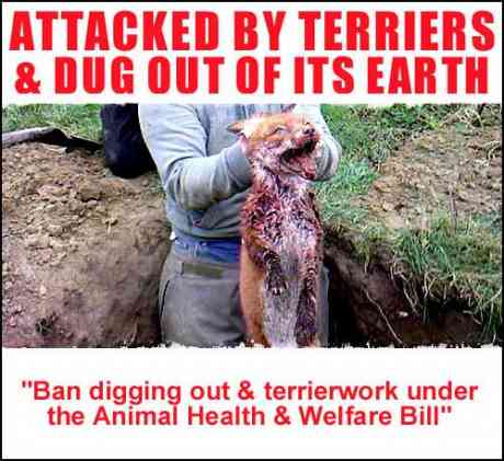 "Animal Welfare" Act permits THIS!
