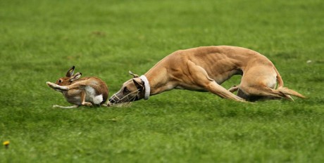 An Irish hare desperately trying to escape from a greyhound during a cruel coursing event.