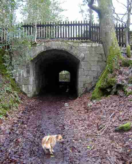 The Tunnel, Moore Hall - LitPix 2011 (with the dog, Tristan)