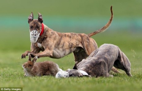A terrified hare fight for its life at "Irish Cup" coursing event