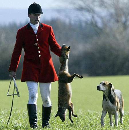 Foxhunting...cruel to foxes and farmers!