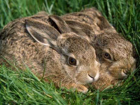 Hares untouched by coursing horror