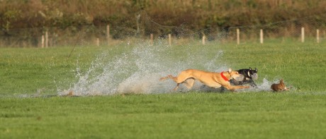 Greyhounds chase hare at water-logged coursing event two years ago