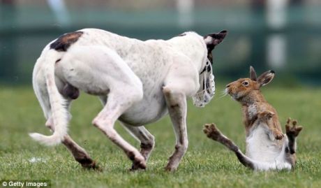 "An asset to the economy": Irish Coursing Club.