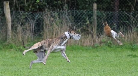 Sport for "Greyhound Nuts" followers...