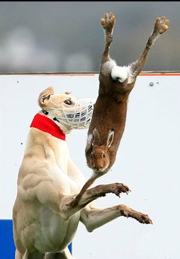 Do racists enjoy hare coursing? 