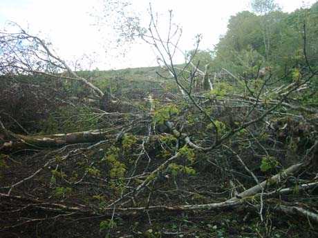 Damage to native trees on the site of the dump