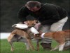 Hare coursing "sport"