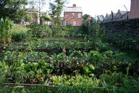 Dublin 8 garden: fruit, veggies and flowers a growin'