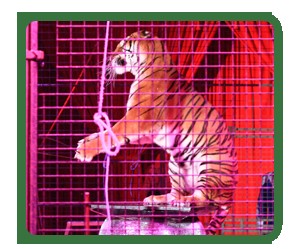 ANIMALS SUFFER GREATLY IN THE CIRCUS